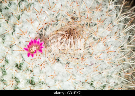 Dettaglio di un piccolo fiore crescente sulla parte superiore di un cactus spinoso Foto Stock