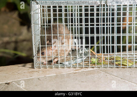 Close-up di un ratto grigio intrappolato in una gabbia in acciaio Foto Stock