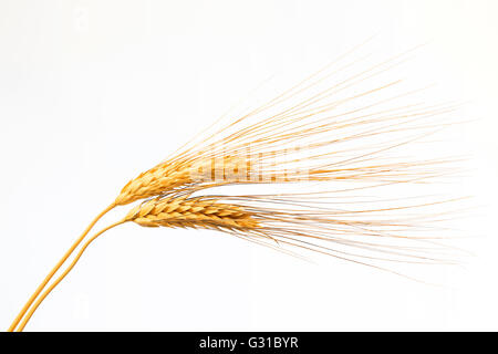 Due mature spighe di grano su un tavolo di legno. Triticum