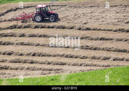 Un thrashing macchina a lavorare su un campo. La trebbiatrice sono utilizzati per la separazione della granella dai gambi e cartocci Foto Stock