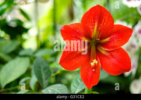 Hippeastrum rosso posizione orizzontale close up shot Foto Stock