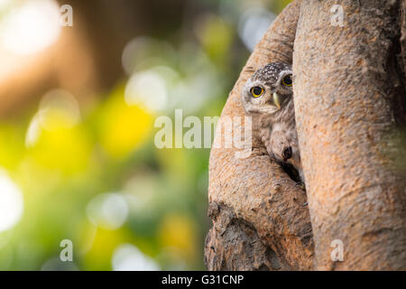 Spotted owlet , Athene brama , Vivere nella loro casa albero cavo natura Foto Stock