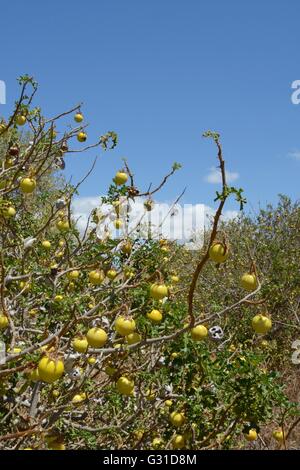 Apple di Sodoma / Devil's apple / del diavolo (pomodoro Solanum linnaeanum / sodomaeum) un Sud invasiva specie africane, Portogallo. Foto Stock