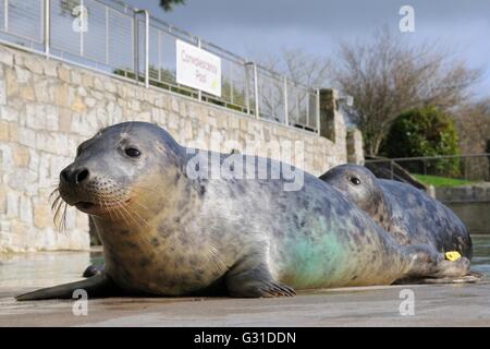 Salvato grigio cuccioli di foca (Halichoerus grypus) di appoggio attorno ad un pool di convalescenza presso la tenuta della Cornovaglia Santuario. Foto Stock