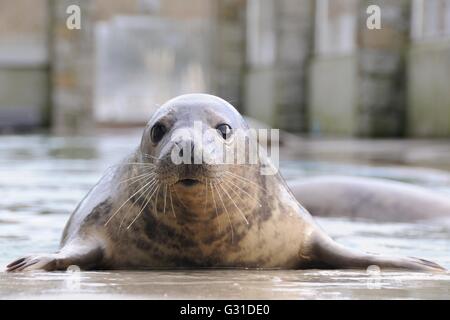 Curioso salvato guarnizione grigio pup (Halichoerus grypus) in un pool di convalescenza presso la tenuta della Cornovaglia Santuario. Foto Stock