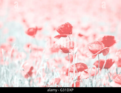 Vintage tonico fiori di papavero, profondità di campo, naturale background artistico. Foto Stock