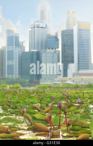 Acqua fluttuante giardino pieno di gigli vicino ArtScience Museum nel centro di Singapore con grattacieli sullo sfondo Foto Stock