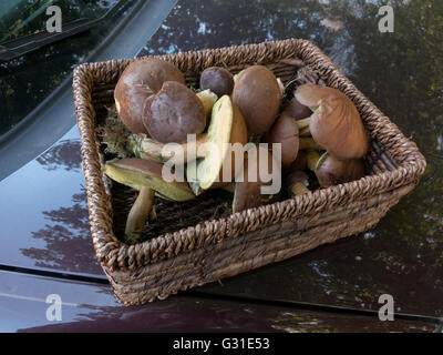 Kiel, Germania, cesto con funghi raccolti Foto Stock