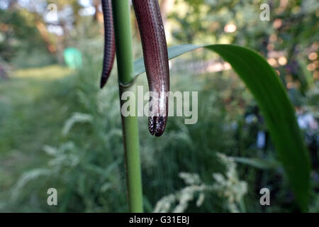 Briescht, Germania, morto blindworm Foto Stock