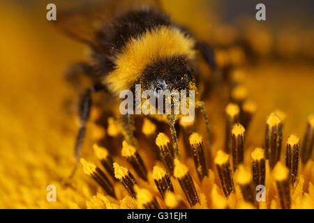 Torre Alfina, Italia, bumblebee raccoglie il polline di un girasole Foto Stock