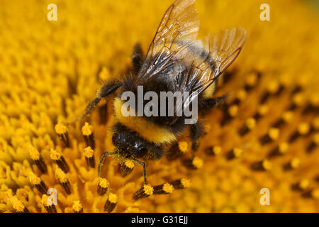 Torre Alfina, Italia, bumblebee raccoglie il polline di un girasole Foto Stock