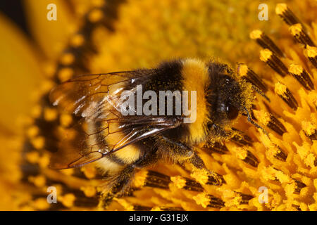 Torre Alfina, Italia, bumblebee raccoglie il polline di un girasole Foto Stock