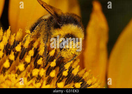 Torre Alfina, Italia, bumblebee raccoglie il polline di un girasole Foto Stock