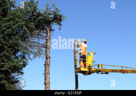 Magdeburg, Germania, boscaioli tagliato da una piattaforma di lavoro aerea del tronco di un albero Foto Stock