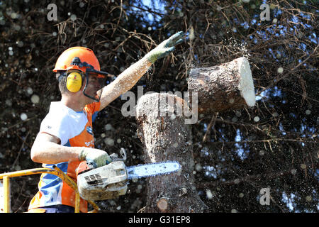 Magdeburg, Germania, boscaioli tagliato da una piattaforma di lavoro aerea del tronco di un albero Foto Stock