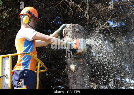 Magdeburg, Germania, boscaioli tagliato da una piattaforma di lavoro aerea del tronco di un albero Foto Stock