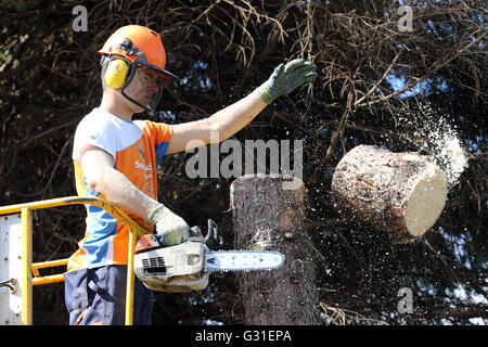 Magdeburg, Germania, boscaioli tagliato da una piattaforma di lavoro aerea del tronco di un albero Foto Stock