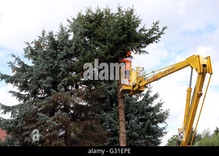 Magdeburg, Germania, boscaioli tagliato da una piattaforma di lavoro aerea di un grande albero di Natale Foto Stock