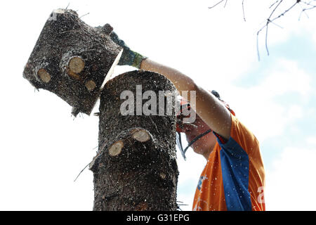 Magdeburg, Germania, Lumberjack suddivide un tronco di albero Foto Stock