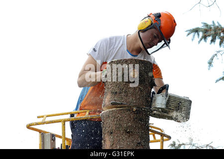 Magdeburg, Germania, boscaioli tagliato da una piattaforma di lavoro aerea del tronco di un albero Foto Stock