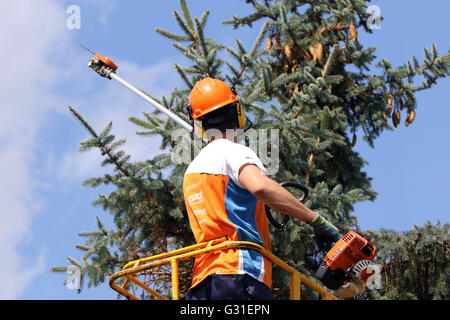 Magdeburg, Germania, boscaioli tagliato da una piattaforma di lavoro aerea di un grande albero di Natale Foto Stock