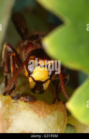 Briescht, Germania, Hornet rosicchia in un grappolo di uva Foto Stock