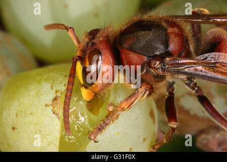 Briescht, Germania, Hornet rosicchia in un grappolo di uva Foto Stock