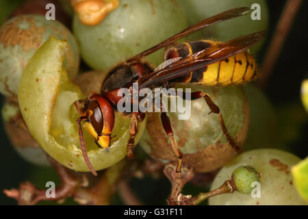 Briescht, Germania, Hornet rosicchia in un grappolo di uva Foto Stock