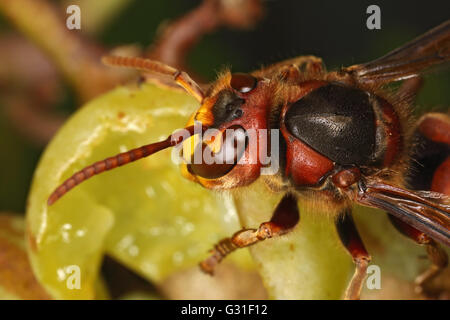 Briescht, Germania, Hornet rosicchia in un grappolo di uva Foto Stock