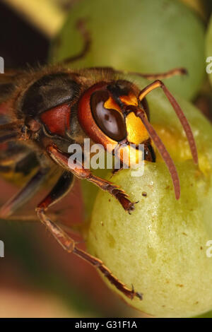 Briescht, Germania, Hornet rosicchia in un grappolo di uva Foto Stock