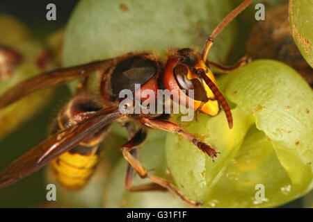 Briescht, Germania, Hornet rosicchia in un grappolo di uva Foto Stock