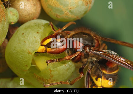 Briescht, Germania, Hornet rosicchia in un grappolo di uva Foto Stock