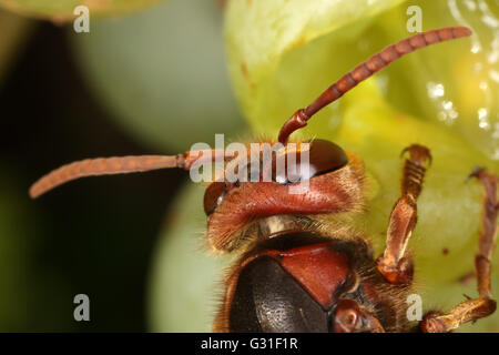 Briescht, Germania, Hornet rosicchia in un grappolo di uva Foto Stock