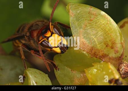 Briescht, Germania, Hornet rosicchia in un grappolo di uva Foto Stock