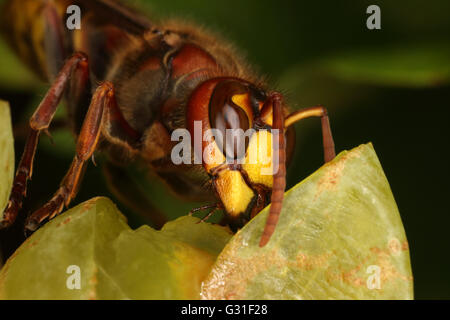 Briescht, Germania, Hornet rosicchia in un grappolo di uva Foto Stock