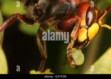 Briescht, Germania, Hornet rosicchia in un grappolo di uva Foto Stock