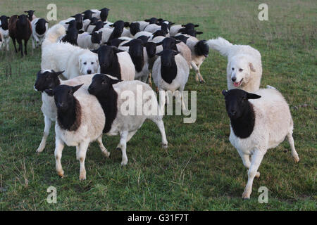 Nuovo K twin, Germania, Pyrenaeenberghunde custodisce una mandria Dorperschafe Foto Stock