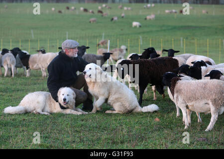 Nuovo K twin, Germania, agricoltore seduto con la Pyrenaeenberghunden in mezzo a un gregge di pecore Foto Stock