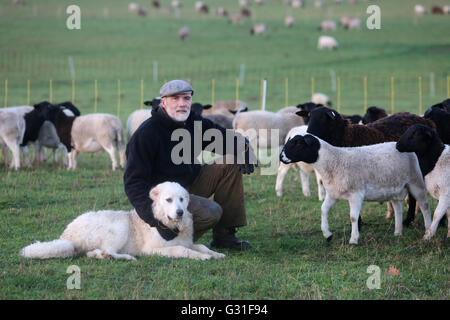 Nuovo K twin, Germania, agricoltore seduto con la Pyrenaeenberghund in mezzo a un gregge di pecore Foto Stock