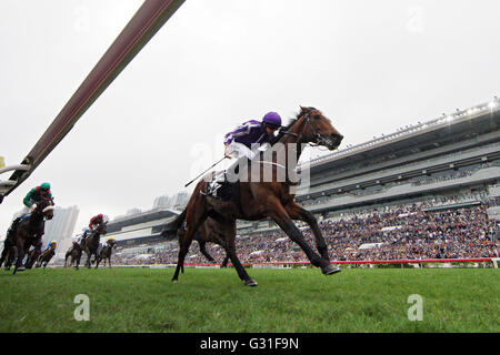 Hong Kong, Cina, cavalli e fantini nelle gabbie all'ippodromo Sha Tin Foto Stock