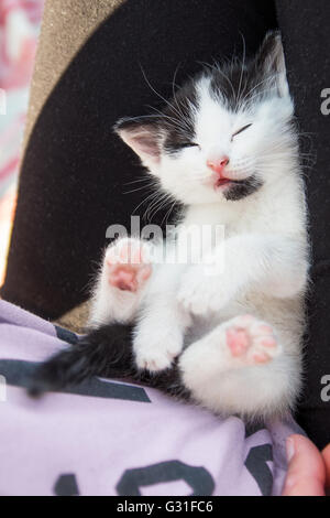 Gatto dorme sulla ragazza in giro Foto Stock