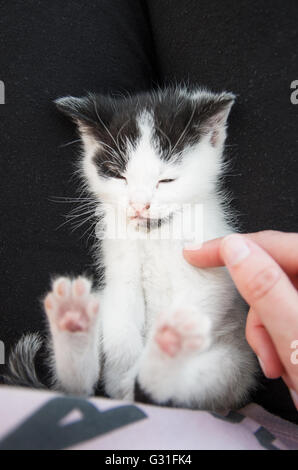 Gatto dorme sulla ragazza in giro Foto Stock