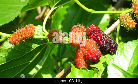 Mature e dolci cresciuti organicamente gelsi su una pianta in un giardino in Indian tropici. Foto Stock