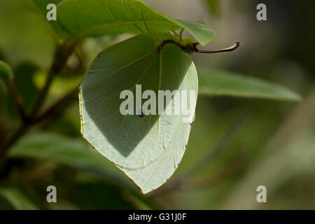 Sp. Gonepteryx cleopatra butterfly nascondendo da predator occhi da appendere sotto l'ombra di una foglia verde. Lemnos Island, Grecia. Foto Stock