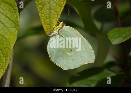 Sp. Gonepteryx cleopatra butterfly (Famiglia Pieridae) poggiante su un impianto di foglia. Lemnos Island, Grecia. Foto Stock