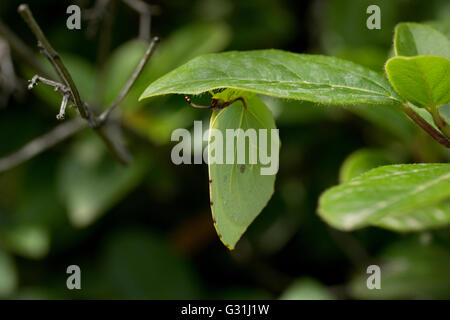 Sp. Gonepteryx cleopatra butterfly si traveste da appendere sotto l'ombra di una foglia verde. Isola di Limnos, Grecia. Foto Stock