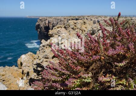 Mediterraneo (saltwort Salsola vermiculata) crescente sulla cima di una scogliera, a Ponta de Sagres Algarve, Luglio. Foto Stock