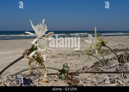 Sea daffodil / giglio di mare (Pancratium maritimum) Fiori e baccelli di semi sulle dune di sabbia, Kos Dodecaneso isole, Grecia, Agosto. Foto Stock