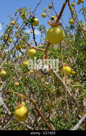 Apple di Sodoma / Devil's apple / del diavolo (pomodoro Solanum linnaeanum / sodomaeum) rappresenta un metodo invasivo per la South African specie in Portogallo. Foto Stock