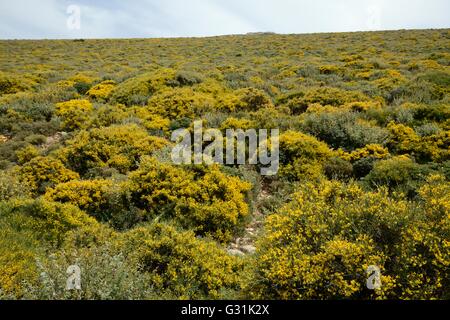 Phrygana montane / garrigue macchia dominata da grumi di bassa scopa crescente (Genista acanthoclada) in pieno fiore, Creta. Foto Stock